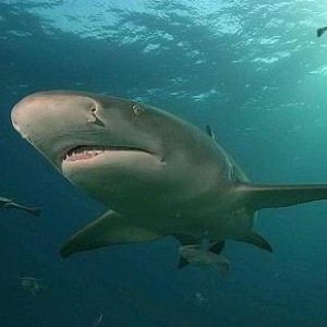 Google under attack from sharks (seriously)