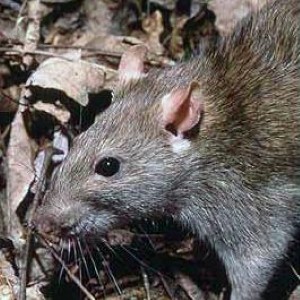 Protect your cabling from rodents