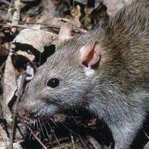 Protect your cabling from rodents